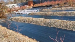 Как мы укрываем голубику на зиму.