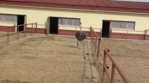 Как бегает страус