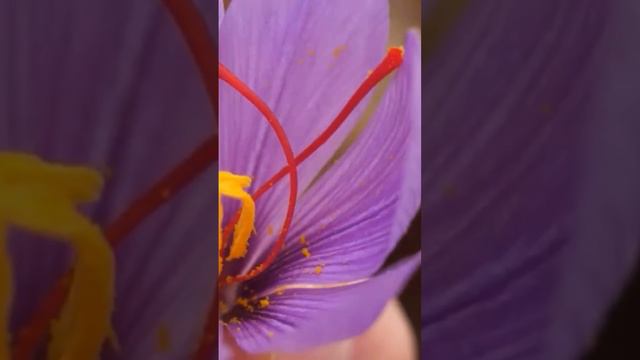 Многолетнее травянистое растение из семейства Ирисовые - шафран смотреть онлайн