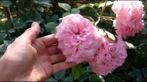 Розы. Рекомендую: лучшие покупки этого сезона - Роза Эшли.