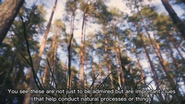 Ian Stewart's Nature's Number : Chapter 1 - The Natural Order | Aira&Mira смотреть онлайн