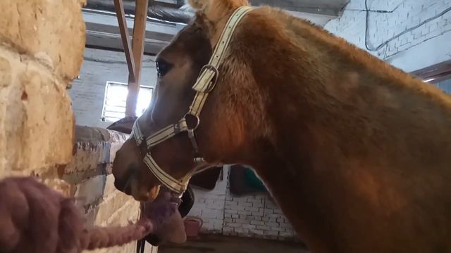 Кобыла Дес отвечает на ласковое почесывание смотреть онлайн
