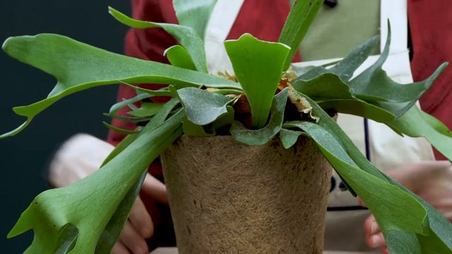 Staghorn Fern Plant Care Tips ? Platycerium bifurcatum смотреть онлайн