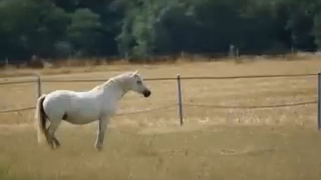 Dans les plaines du far-West смотреть онлайн