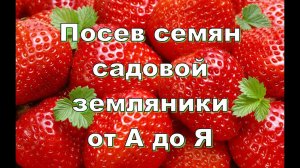 ПОСЕВ СЕМЯН САДОВОЙ ЗЕМЛЯНИКИ ОТ А ДО Я