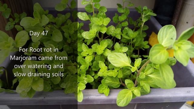 How to grow Sweet Marjoram (Origanum majorana) from seeds смотреть онлайн