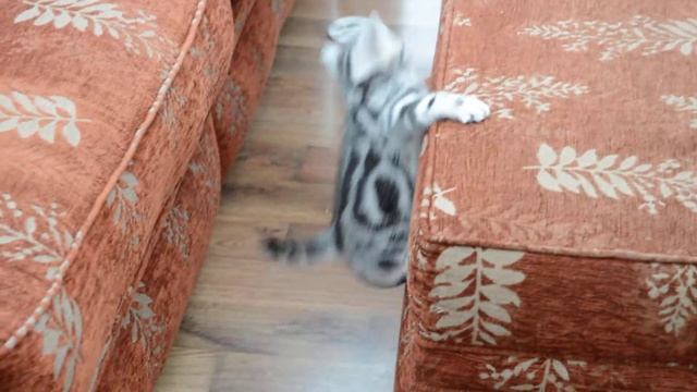 Silver tabby & spotted смотреть онлайн