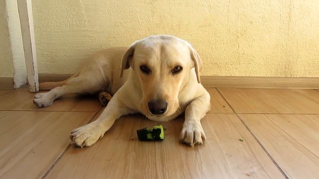 Собака ест арбуз, помидор, огурец и грушу. смотреть онлайн