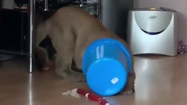 ласковая домашняя кошечка смотреть онлайн