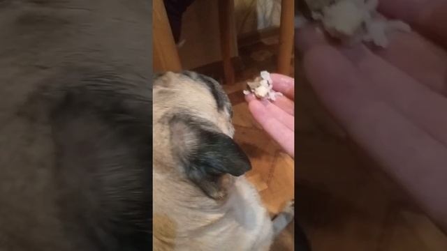 Кормление мопса смотреть онлайн