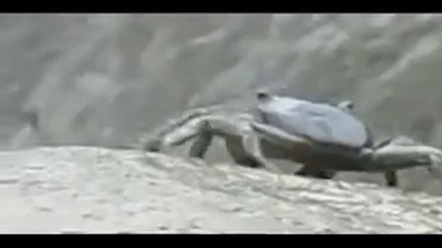 Бистро "Для Краба" смотреть онлайн