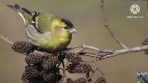 Голоса птиц: чиж