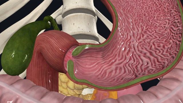 Желудок - анатомия и топография IСпланхнологияI смотреть онлайн
