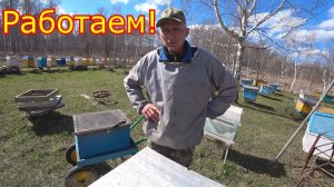 РАБОТАЕМ с СЕМЬЯМИ! ОБСТАНОВКА на пасеке!