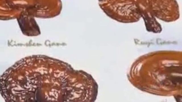 Ganoderma Lucidum / Reishi (The King Of Herbs!) смотреть онлайн