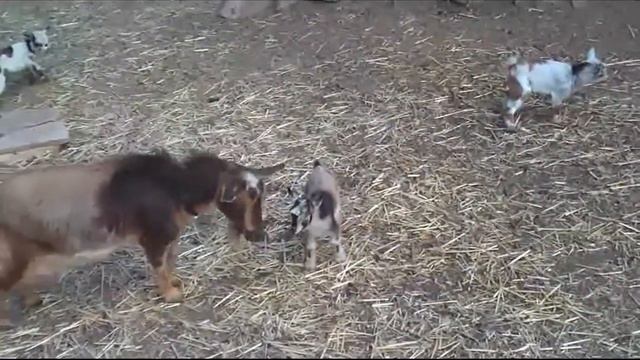 the herd смотреть онлайн