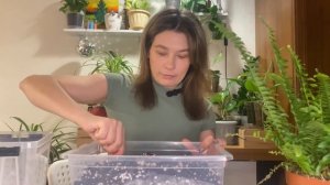 Идеальный грунт для моих растений. Пересадка папоротника Нефролепис.