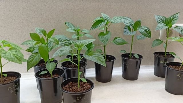 С какой целью проводим формировку перца.Какие сорта перца не желательно формировать.24 марта 2022 г смотреть онлайн