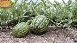 два рецепта подкормок бахчевых культур которые увеличать урожай вдвое #огород #бахча