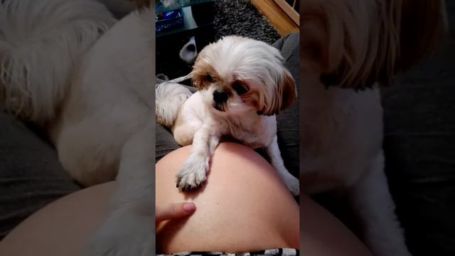 Shitzu ciąża Boni Marta смотреть онлайн