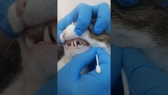 Болят ли зубы у кошек и собак? Как осмотреть рот питомцу. смотреть онлайн