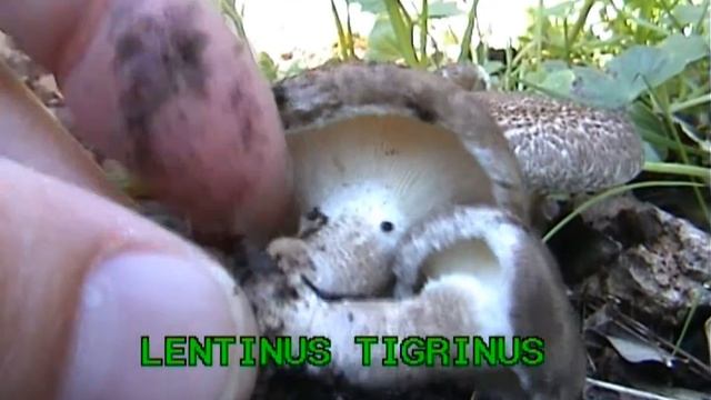 lentinus_tigrinus.mpeg смотреть онлайн