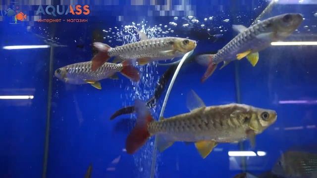 ?Aquass - Хальцеус краснохвостый (Chalceus Erythrurus) смотреть онлайн