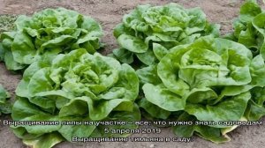 Выращивание кочанного салата