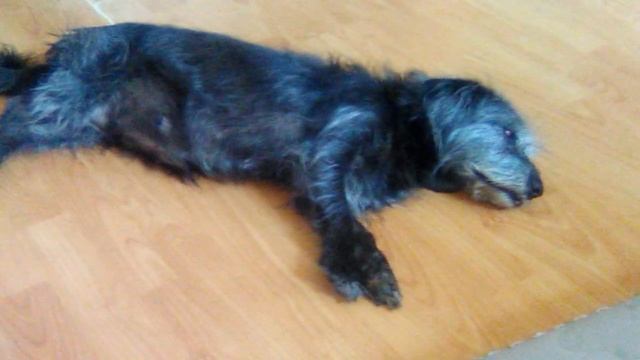 Старая собака спит и ей что-то снится. Айка бежит во сне. К к смотреть онлайн