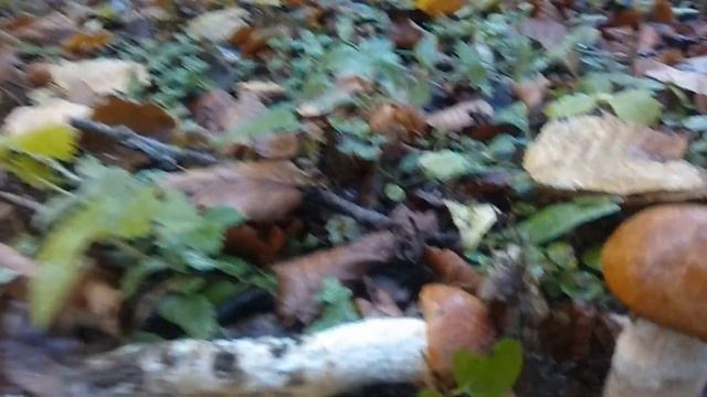 ВОТ ЭТО ПОВОРОТ!!!Последние благородные грибы. смотреть онлайн