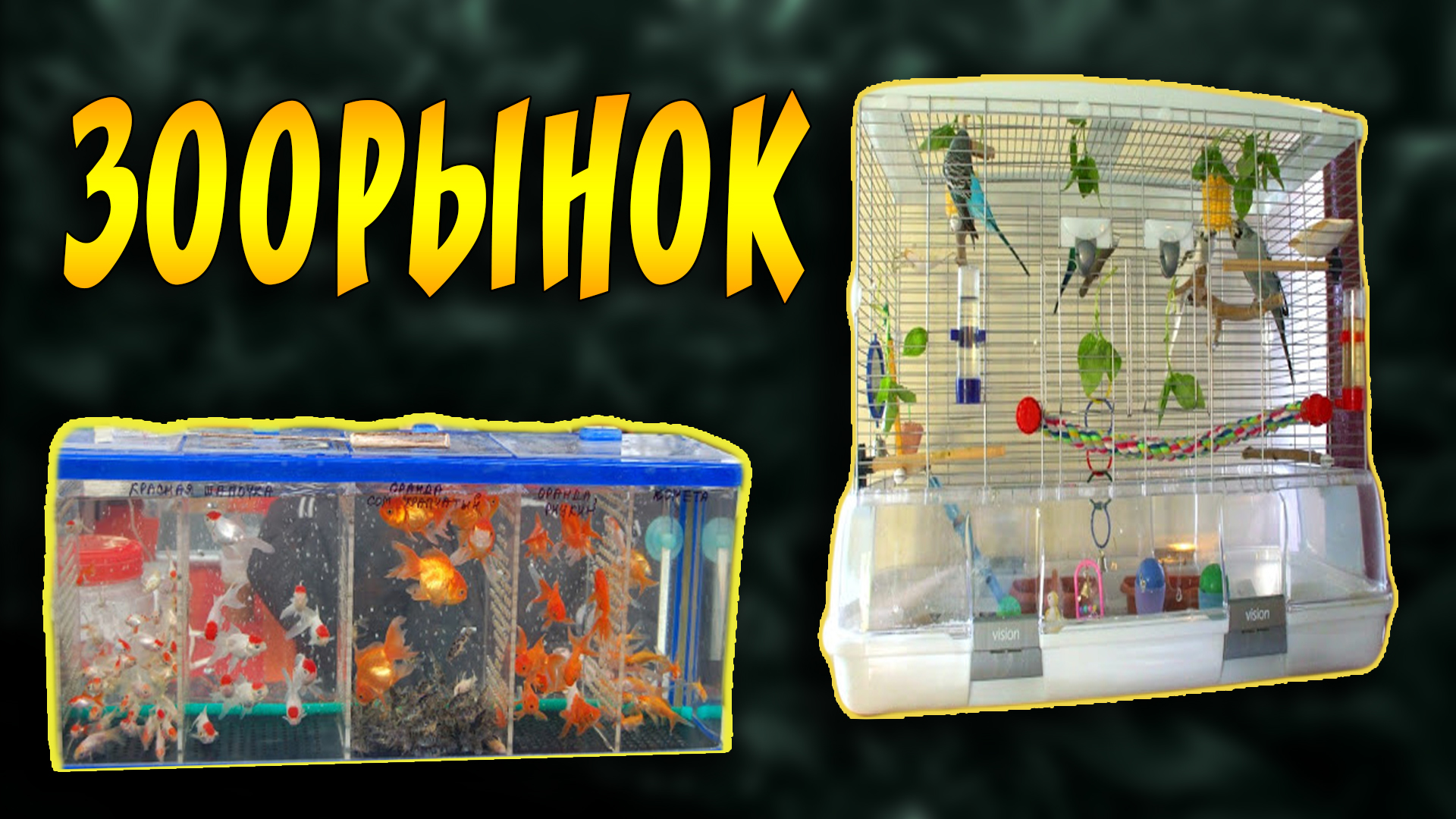 МИНИ ЗООРЫНОК ХАРЬКОВ САЛТОВКА ! ЦЕНЫ НА АКВАРИУМНЫХ РЫБОК В УКРАИНЕ! 18 ноября 2018 года. смотреть онлайн