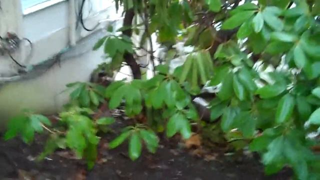 Totally Tori: A Raccoon in the Rhododendron смотреть онлайн