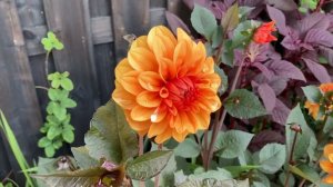 Dahlia ‘David Howard’