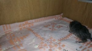 Нужно ли отсаживать самца, если шиншилла родила#1