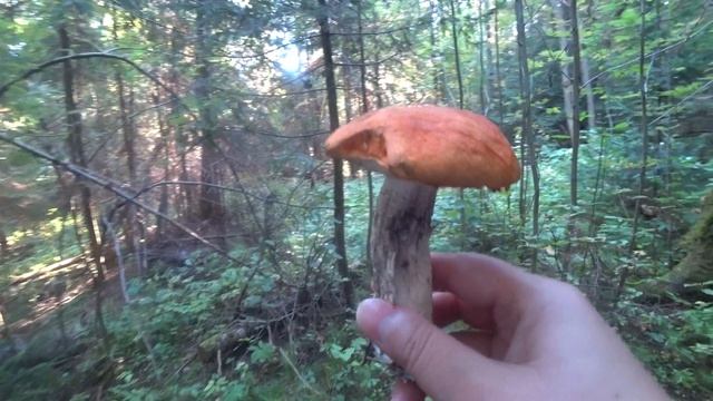 За грибами в лес 23 авг 2022 1 часть. смотреть онлайн