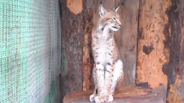 Евразийская рысь. Lynx lynx смотреть онлайн