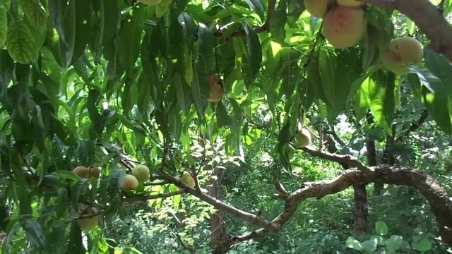 Курчавость листьев персика. Победить одним ударом. смотреть онлайн