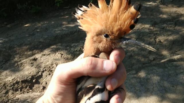 Удод.