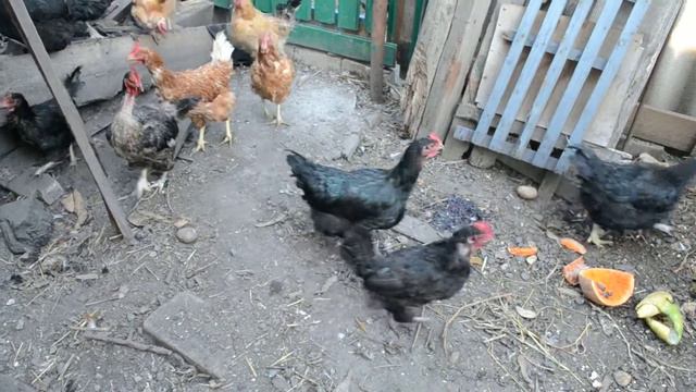 Щенок таксы гоняет курей в курятнике смотреть онлайн