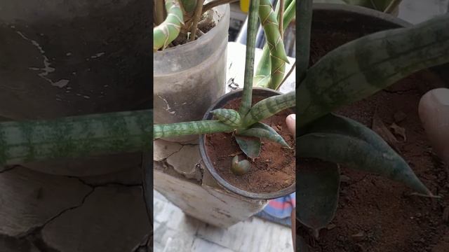 Sansieveria Gracilis
