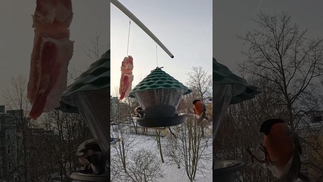 Снегири и синички любят кататься на нашей городской карусели. #птицы смотреть онлайн