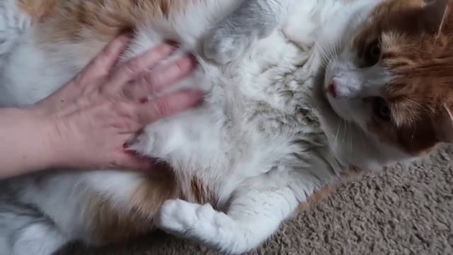 Cat Belly Is A Trap! смотреть онлайн