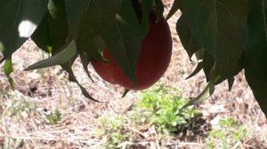 Персик Эрли Ред Хейвен