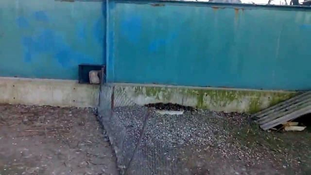 Водоплавающие птицы Запорожья смотреть онлайн