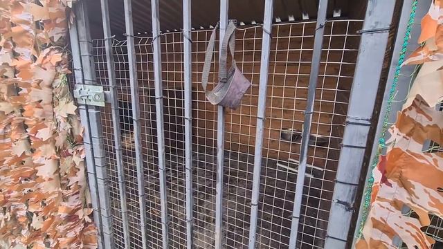 Собаки которых предал человек заново учаться доверять/Пёс Граф напал на ведро/Animals Video