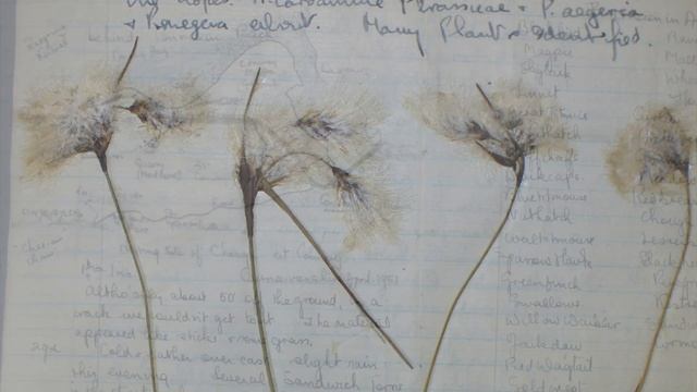 Paul Whalley Nature Diaries (Bangor University, Archives and Special Collections) смотреть онлайн