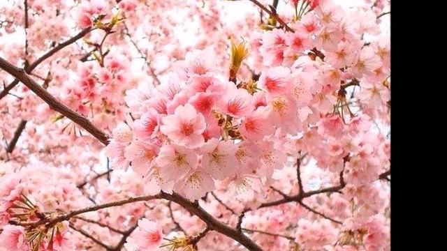 Цветение сакуры в Санкт Петербург