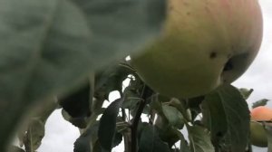 Яблоня сорт Бельфльфлёр Китайка