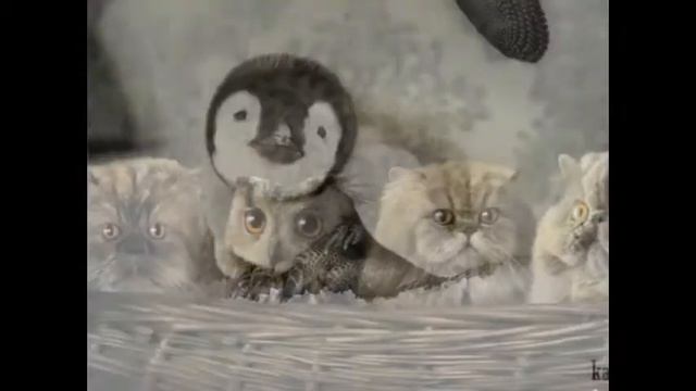 Люблю животных!!! смотреть онлайн