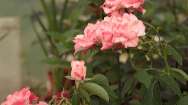 Роза шраб Ауф Ди Фройндшафт (Auf Die Freundschaft)